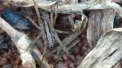 Lycosidae