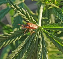 Holcostethus limbolarius