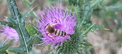 Halictus scabiosae
