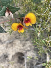 Platylobium obtusangulum