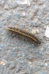 Phragmatobia