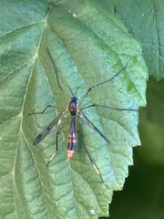 Ptychoptera albimana