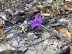 Glossodia minor