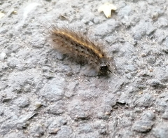 Phragmatobia