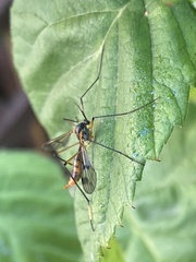 Ptychoptera albimana