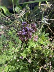 Thymus pulegioides