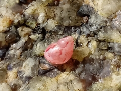 Phasianellidae