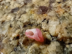 Phasianellidae