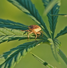 Holcostethus limbolarius