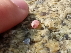 Phasianellidae