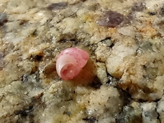 Phasianellidae