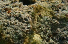 Scartella cristata