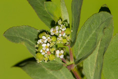 Euphorbia hypericifolia