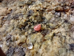 Phasianellidae