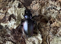 Carabus violaceus