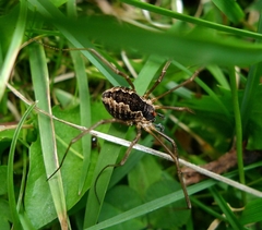 Mitopus