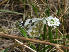 Pontia daplidice