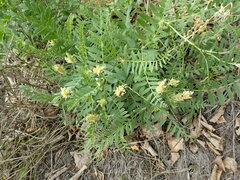 Astragalus inopinatus