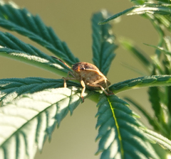 Holcostethus limbolarius