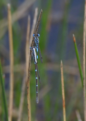 Austrolestes leda