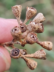 Eucalyptus microcorys