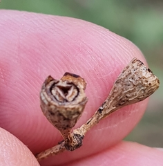 Eucalyptus microcorys