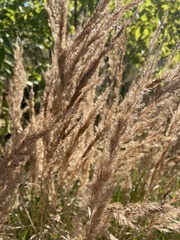 Calamagrostis epigejos