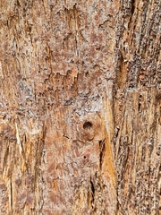 Eucalyptus microcorys