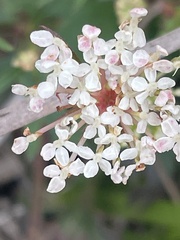 Trachymene composita