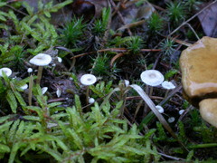 Collybia