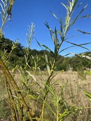 Salix viminalis