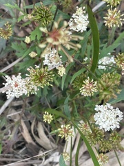 Trachymene composita