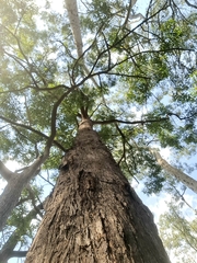 Eucalyptus microcorys