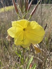 Oenothera glazioviana