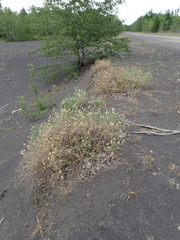 Astragalus inopinatus