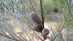 Allocasuarina