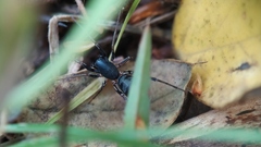 Corinnidae