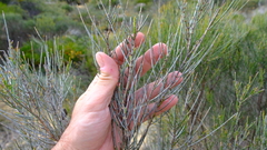 Allocasuarina