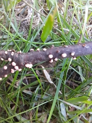 Nectria cinnabarina