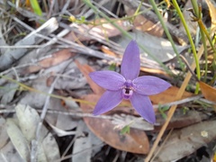Glossodia minor