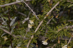 Scaevola spinescens