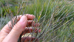 Allocasuarina