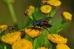 Eriothrix rufomaculata