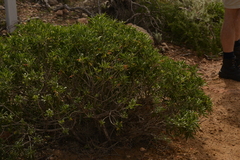 Eremophila oldfieldii
