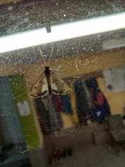 Cataclysta lemnata