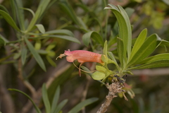 Eremophila oldfieldii