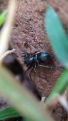 Corinnidae