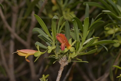 Eremophila oldfieldii