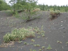 Astragalus inopinatus