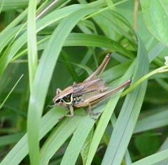 Roeseliana roeselii